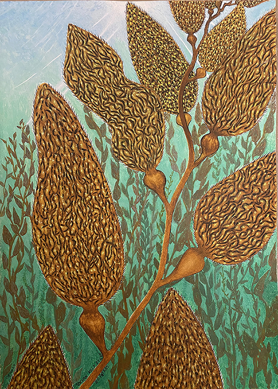 Ocean Kelp Study